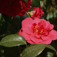 Buy canvas prints of Red camellia and rain by Jonathan Evans