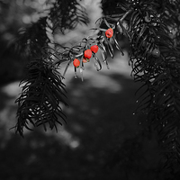 Buy canvas prints of Red berries in black and white by Jonathan Evans