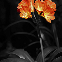 Buy canvas prints of Orange flower with Petal details in relief by Jonathan Evans