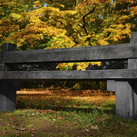 Buy canvas prints of Wooden Bench amongst maple trees  by Jonathan Evans