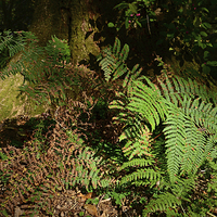 Buy canvas prints of Ferns Forest floor  by Jonathan Evans