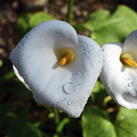 Buy canvas prints of Arum lily and rain drops  by Jonathan Evans