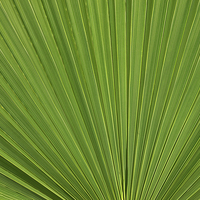 Buy canvas prints of Palm Fan leaf, Licuala Elegans by Jonathan Evans
