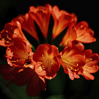 Buy canvas prints of Red flowers high contrast black background  by Jonathan Evans