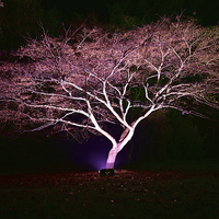 Buy canvas prints of Maple tree at night, Westonbirt Arbote by Jonathan Evans