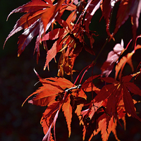 Buy canvas prints of Deep red Maple leaves in the sun light  by Jonathan Evans