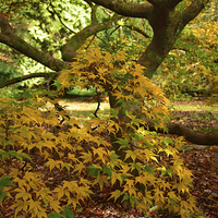 Buy canvas prints of Maple tree Autumn. Forest floor covered in leaves  by Jonathan Evans