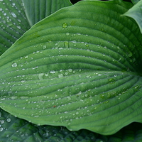 Buy canvas prints of Green leaf and rain droplets  by Jonathan Evans