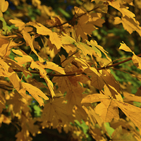Buy canvas prints of Yellow maples and fly Autumn sunshine by Jonathan Evans