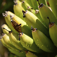 Buy canvas prints of Hand of bananas turning yellow by Jonathan Evans