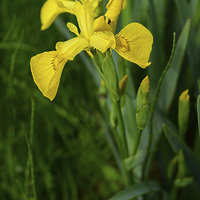 Buy canvas prints of Yellow Iris and rain drops on the petals by Jonathan Evans