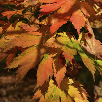 Buy canvas prints of Maples leaves and ripple effect  by Jonathan Evans