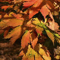 Buy canvas prints of Maple leaves painting effect  by Jonathan Evans