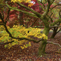 Buy canvas prints of Maple tree in foliage as they turn colour during A by Jonathan Evans