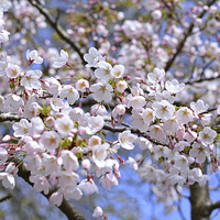 Buy canvas prints of Spring time blossom by Jonathan Evans