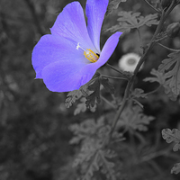 Buy canvas prints of Blue flower conversion in black and white by Jonathan Evans
