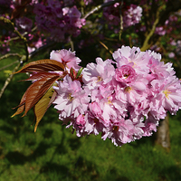 Buy canvas prints of Spring blossom in leaf by Jonathan Evans