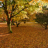 Buy canvas prints of Maple trees by Jonathan Evans