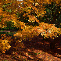 Buy canvas prints of Maple trees by Jonathan Evans