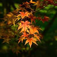 Buy canvas prints of Maple Leaves in the Autumn by Jonathan Evans