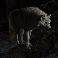 Buy canvas prints of  Dave the Wolf at Night by Darren Foltinek
