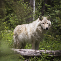 Buy canvas prints of Dave the Wolf in the forest by Darren Foltinek