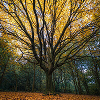 Buy canvas prints of Autumn Tree by Rob Pitt