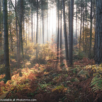 Buy canvas prints of Delamere Forest Misty Morning by Rob Pitt