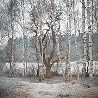Buy canvas prints of Winter woodland by Jason Thompson