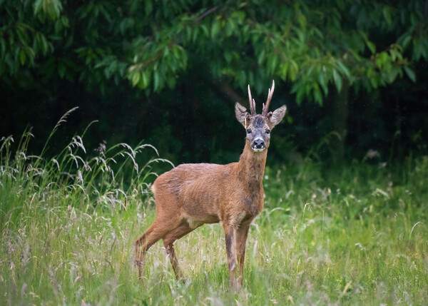 A deer standing on a lush green field Picture Board by Jason Thompson
