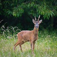Buy canvas prints of A deer standing on a lush green field by Jason Thompson