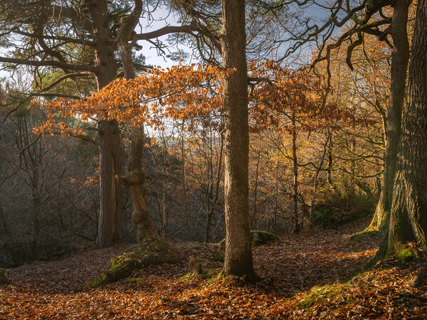 trees at Padley Gorge  Picture Board by Jason Thompson