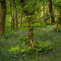 Buy canvas prints of blue bell wood  by Jason Thompson