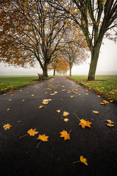 fallen leaves Picture Board by Jason Thompson