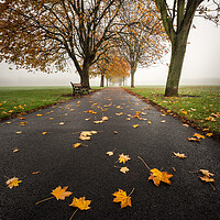 Buy canvas prints of fallen leaves by Jason Thompson