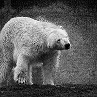Buy canvas prints of A polar bear shaking  itsself dry by Jason Thompson