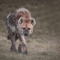 Buy canvas prints of Walking Hyena by Jason Thompson