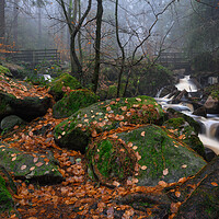 Buy canvas prints of Whyming brook walk by Jason Thompson