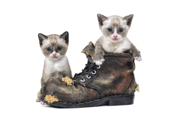 snowshoe kittens Picture Board by Jason Thompson