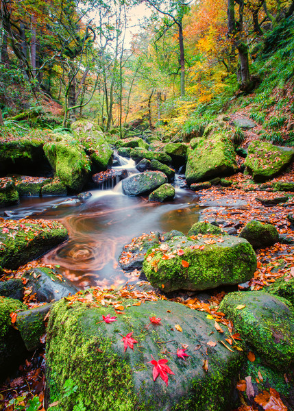 Padley Gorge  Picture Board by Jason Thompson