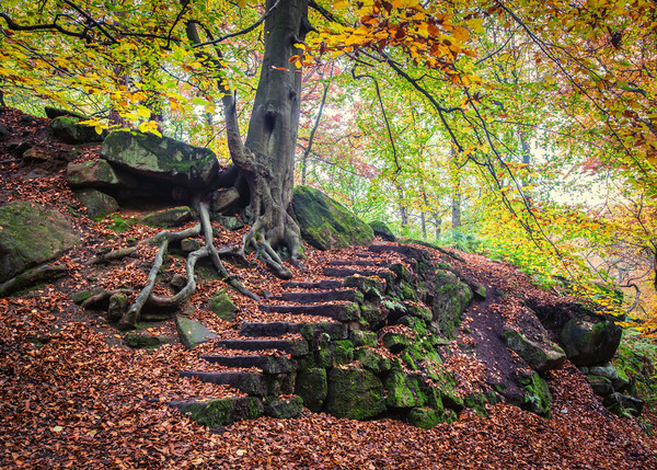 autumn in Padley Gorge  Picture Board by Jason Thompson