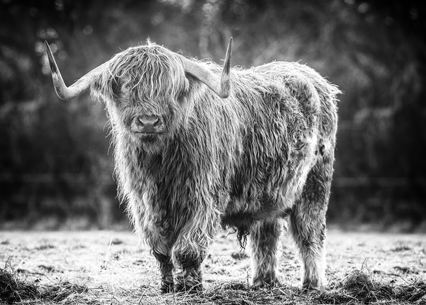 highland cow Picture Board by Jason Thompson