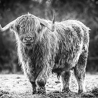 Buy canvas prints of highland cow by Jason Thompson