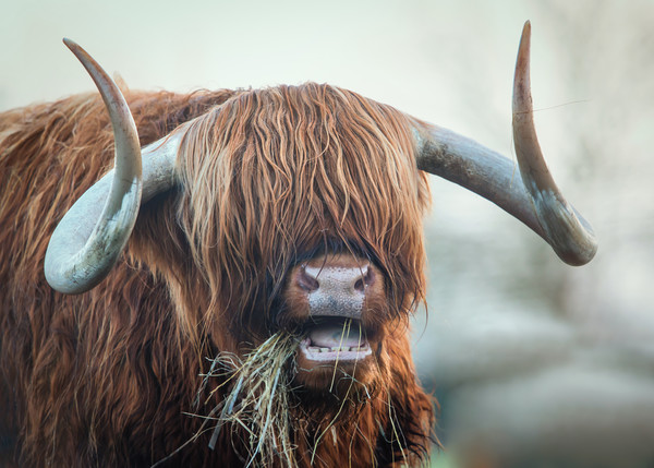 highland cow Picture Board by Jason Thompson