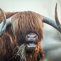 Buy canvas prints of highland cow by Jason Thompson