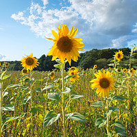 Buy canvas prints of Sunflowers by Jason Thompson