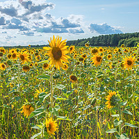 Buy canvas prints of sunflower panoramic  by Jason Thompson