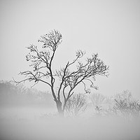 Buy canvas prints of misty trees  by Jason Thompson