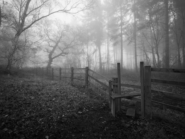 misty morning  Picture Board by Jason Thompson