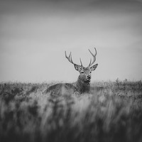 Buy canvas prints of stag  by Jason Thompson